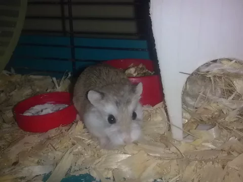 Foto de Pipo