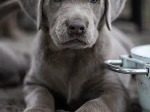 Foto de Maya