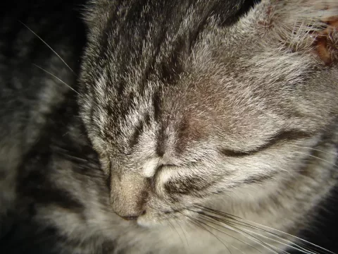Foto de Salem