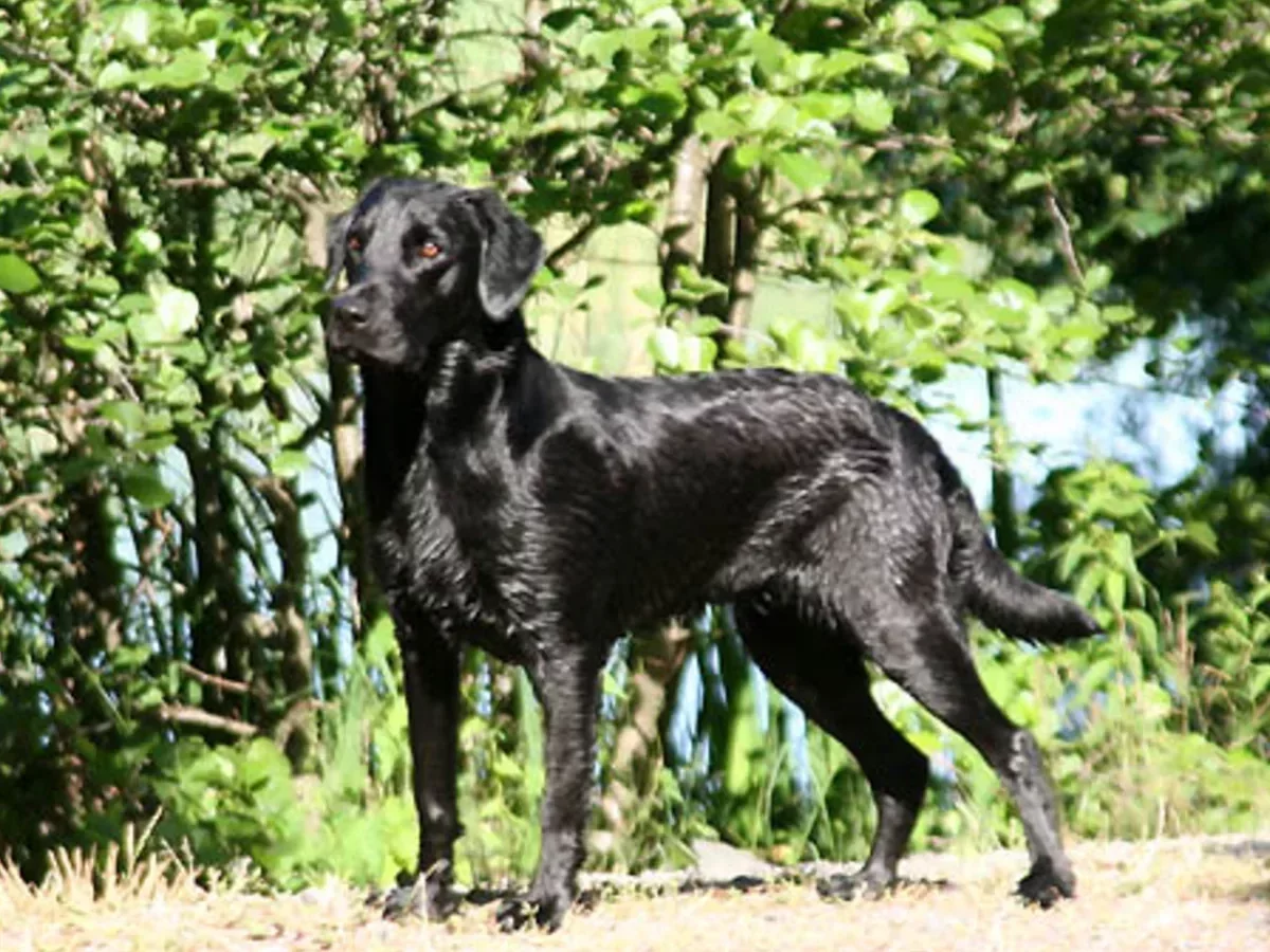 Bella
