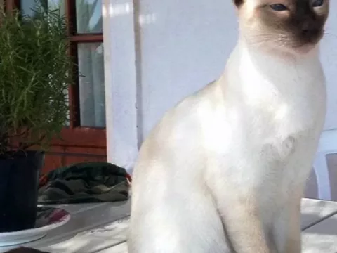 Foto de Pelusa