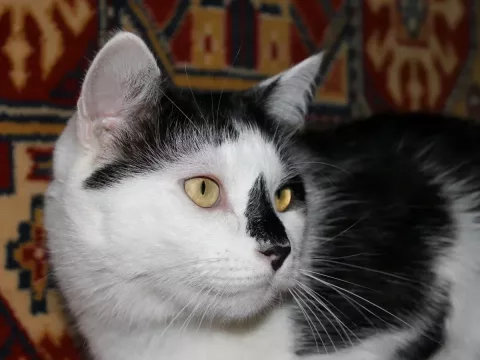 Foto de Luna