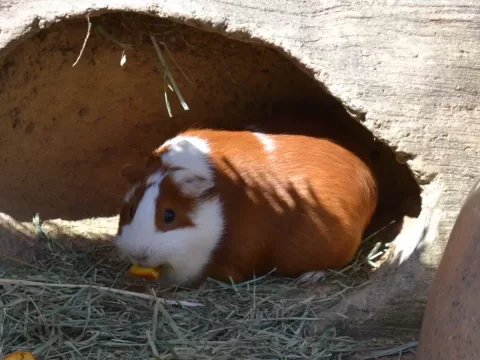 Foto de Copito