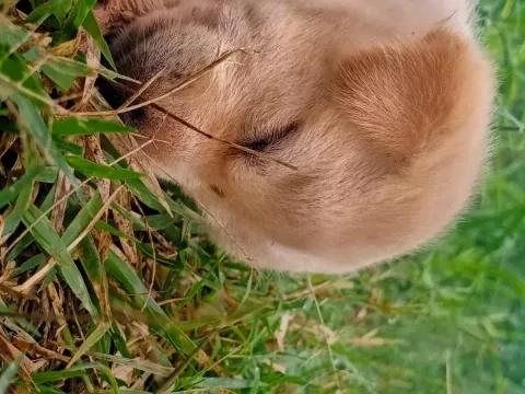 Foto de Kira