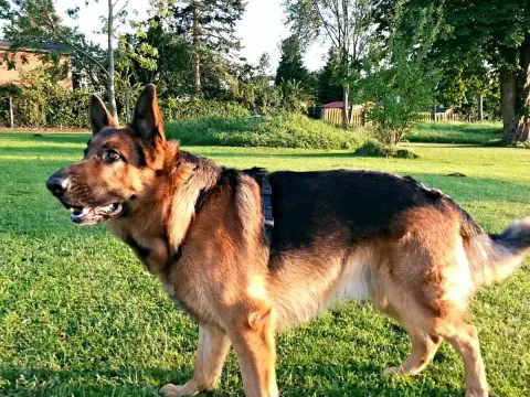 Foto de Luna