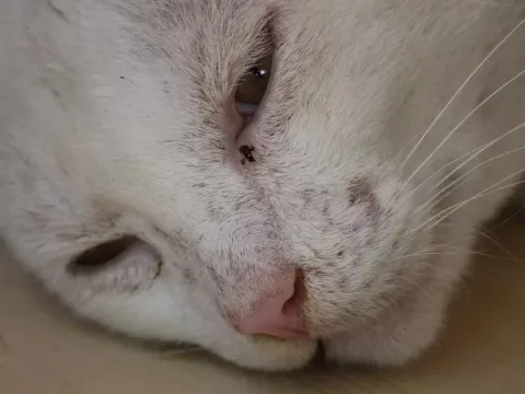 Foto de Felix