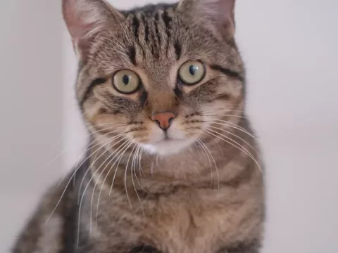 Foto de Felix