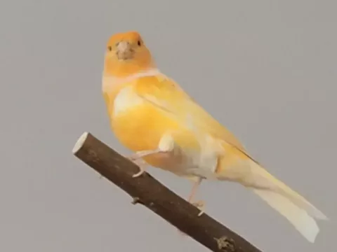 Foto de Manchas