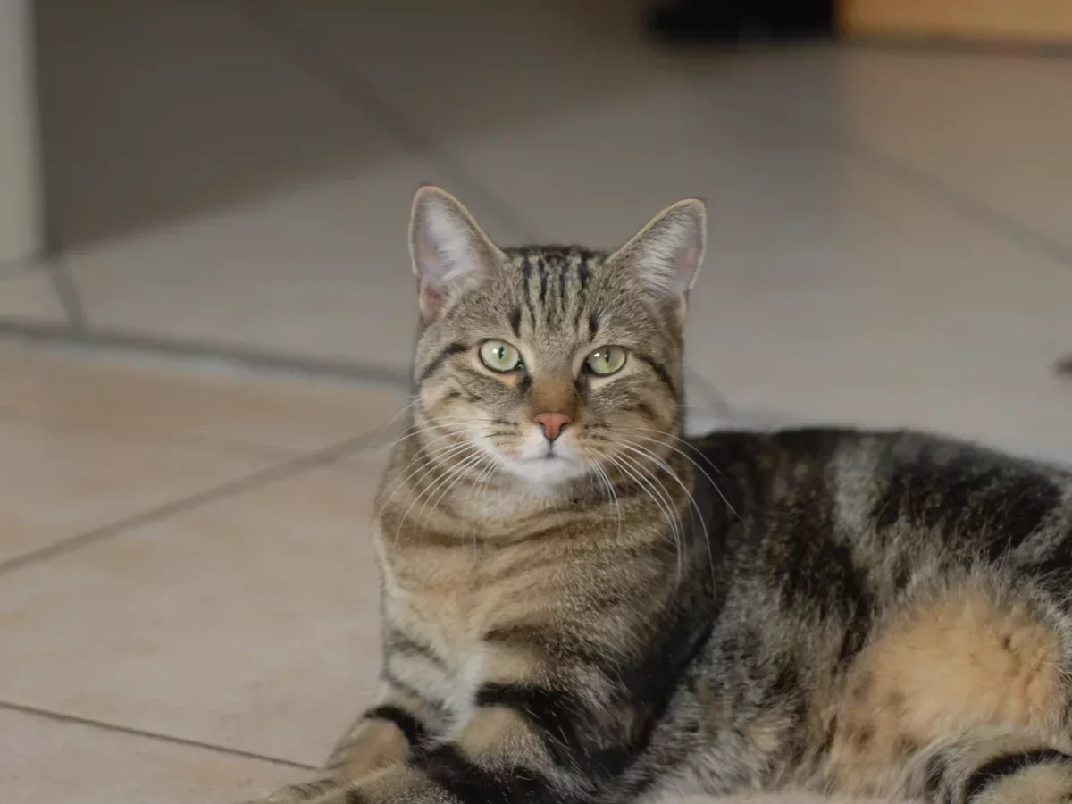 Garfield