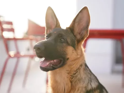 Foto de Toby