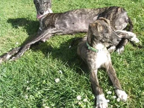 Foto de Bella