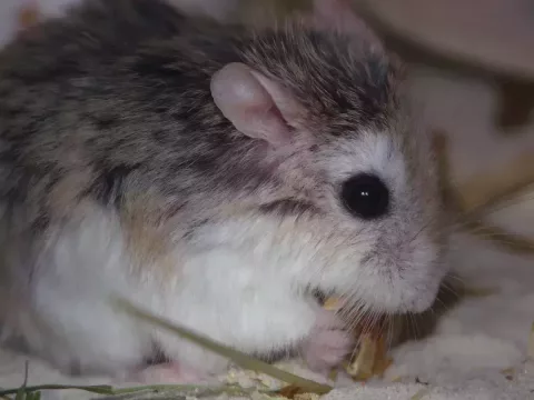 Foto de Caramelo