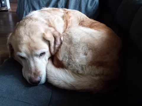 Foto de Bella